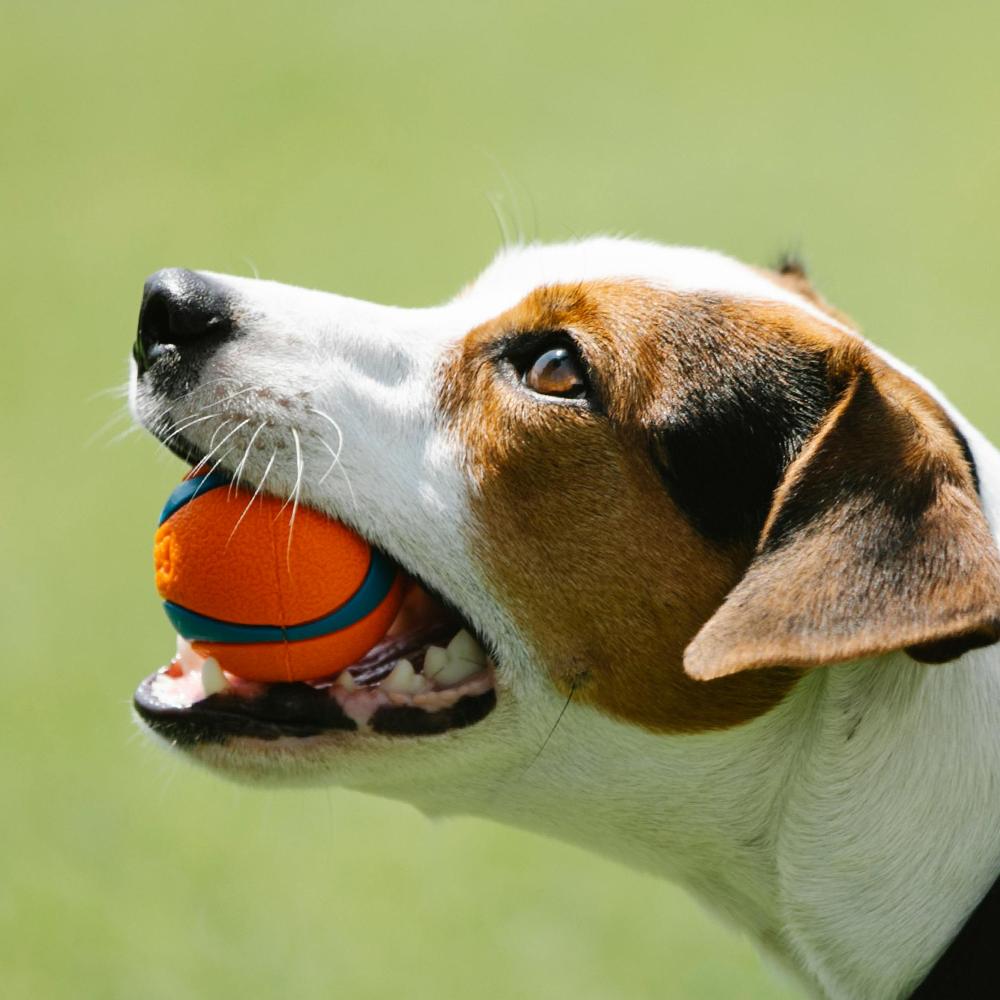 Pet Toys